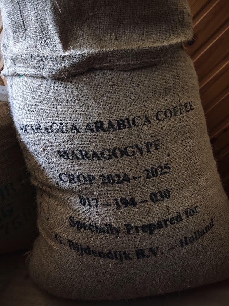 Maragogype, Nicaragua